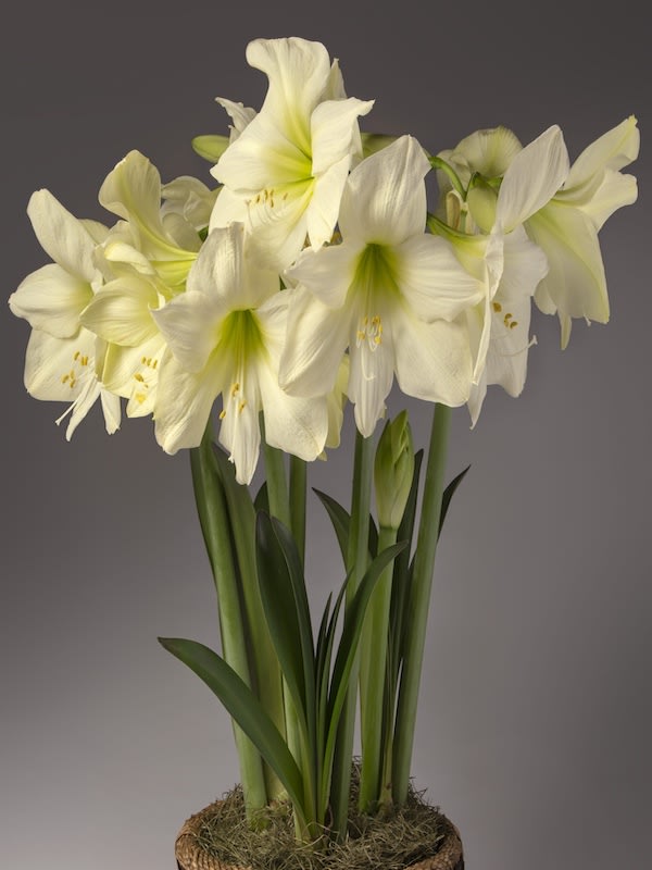 Amaryllis Exclusivo Color: Verde Mágico. Size: 26/282