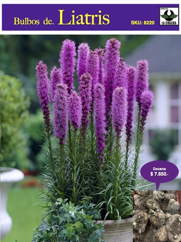 Pack 12 Bulbos Liatris1