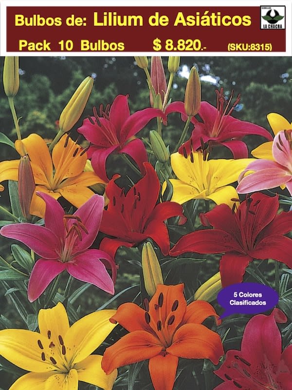 Pack de 10 Bulbos  Lilium Asiático de Corte. 5 Colores1