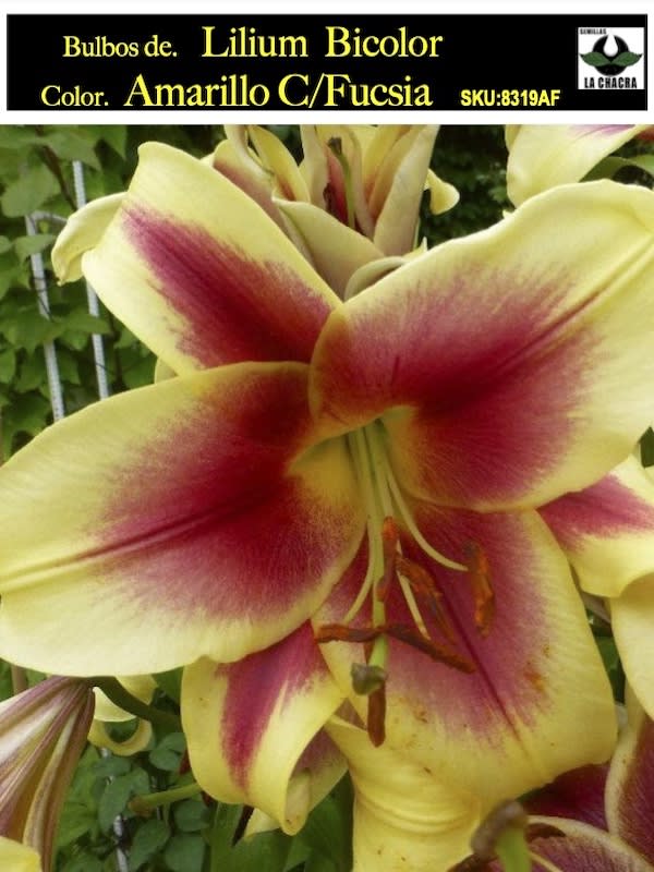 Lilium Bicolor (Bulbos) Color. Borde Amarillo C/Fucsia  Size: 14/161