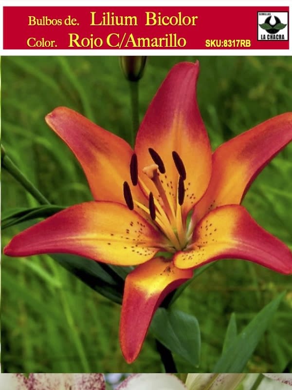 Lilium Bicolor (Bulbos) Color. Rojo C/Amarillo Size: 12/141