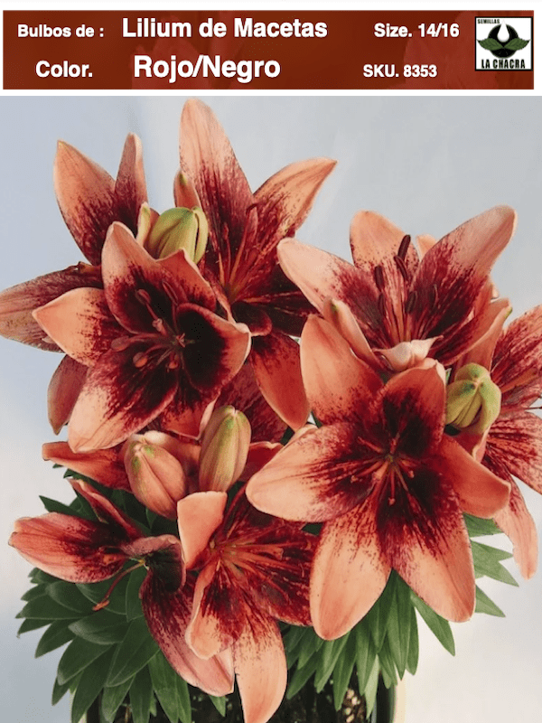 Bulbos Lilium para Macetas. Color: Rojo/Negro.1