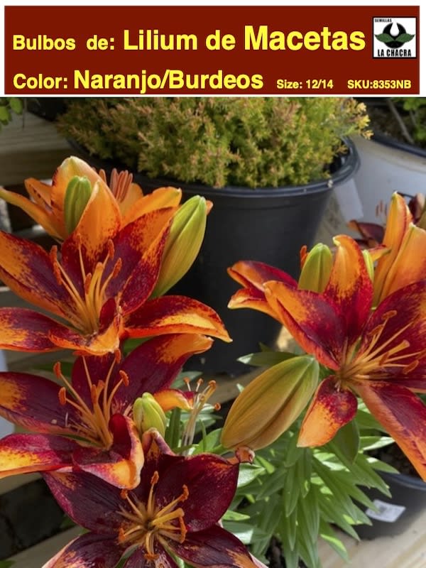 Bulbos Lilium Para/Macetas Color: Naranjo/Burdeos   Size: 14/161