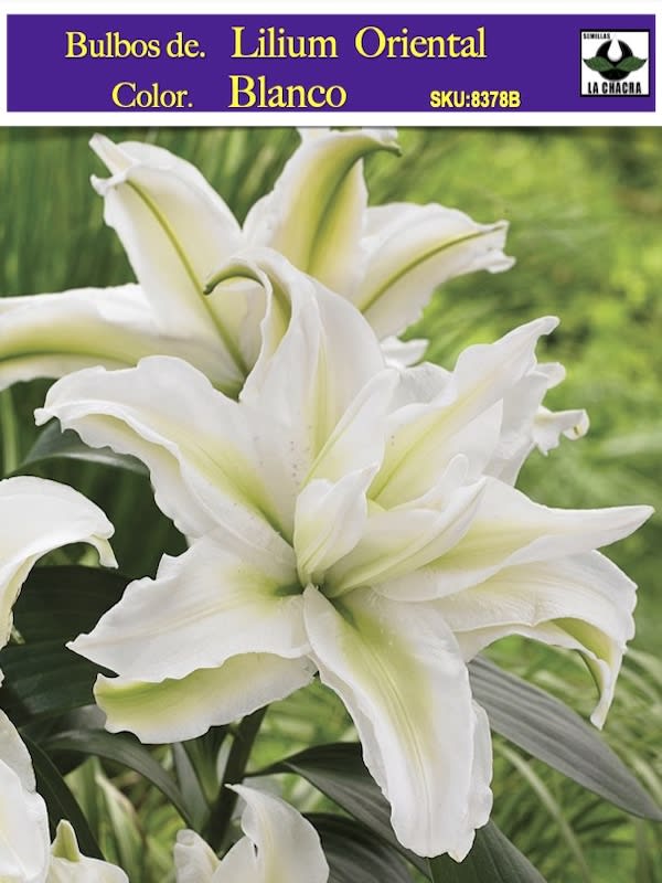 Lilium Oriental  Color: Blanco. Size: 13/151