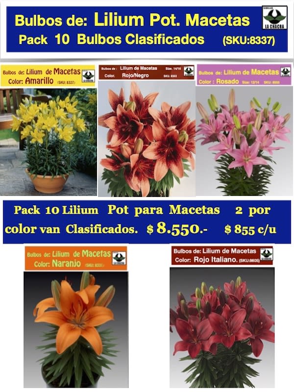 Pack 10  de Bulbos Lilium Para/Macetas  5 Colores1
