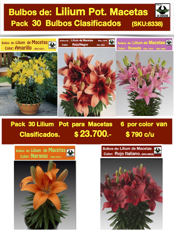 Pack 30  Bulbos Lilium Para/Macetas 5 Colores1