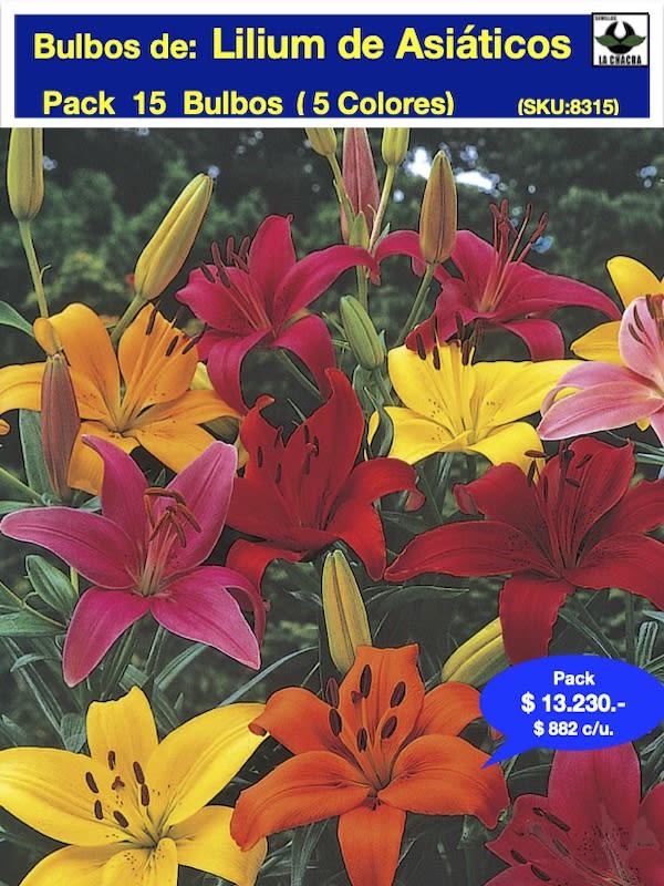 Pack de 15 Bulbos  Lilium Asiático de Corte. 5 Colores1