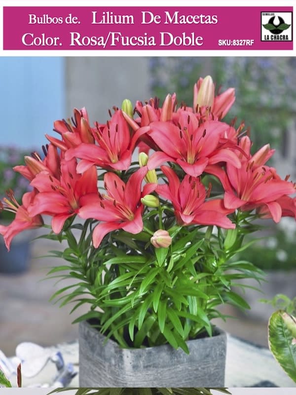 Bulbos Lilium P/Macetas Color: Rosa/Fucsia Doble1