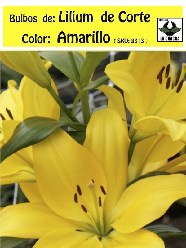 Lilium Asiático de Corte. Color Amarillo. size: 12/141