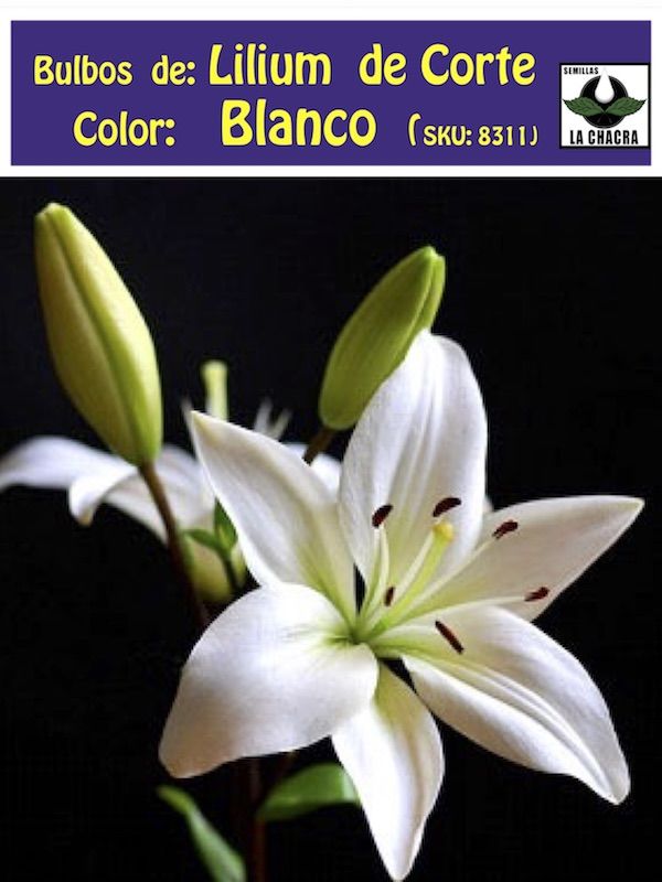 Lilium Asiático de Corte.Color Blanco Size: 14/161