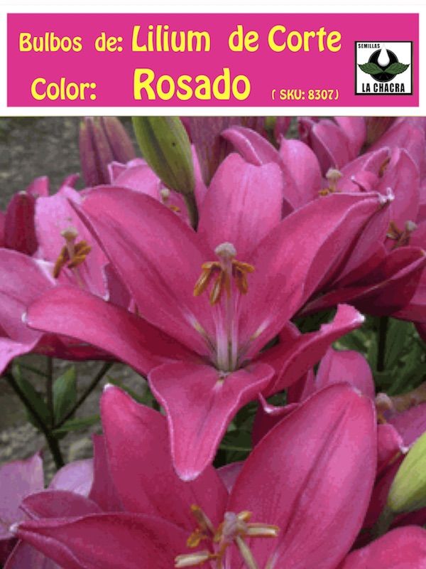 Lilium Asiático de Corte.Color: Rosado. Size: 12/141