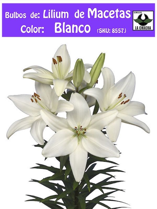 Bulbo Lilium Doble Para/Macetas Color Blanco1