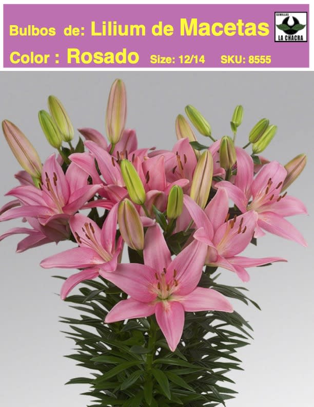 Bulbos Lilium Doble  Para/Macetas Color Rosado1