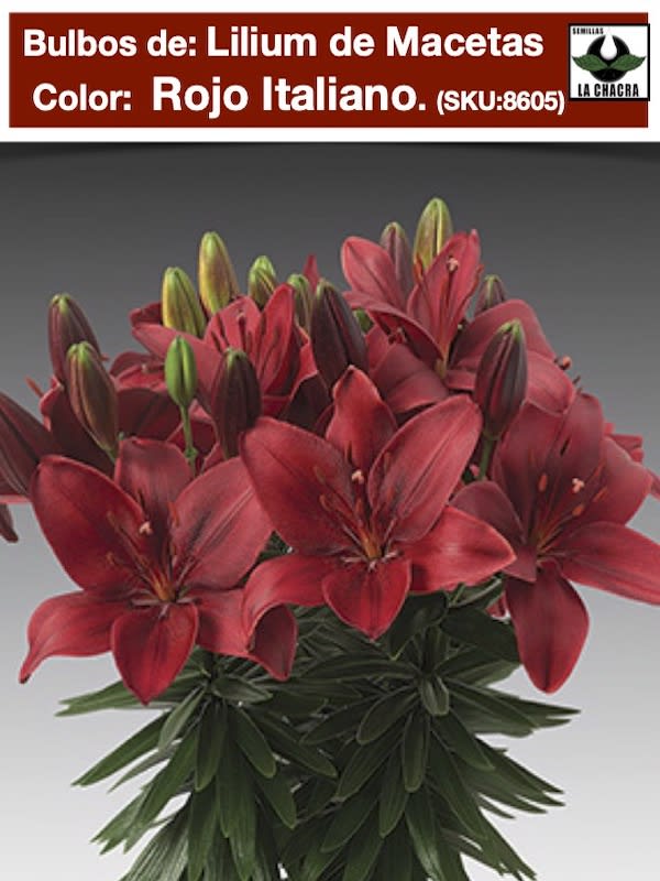 Bulbos Lilium Doble Para/Macetas Color Rojo Size: 12/141