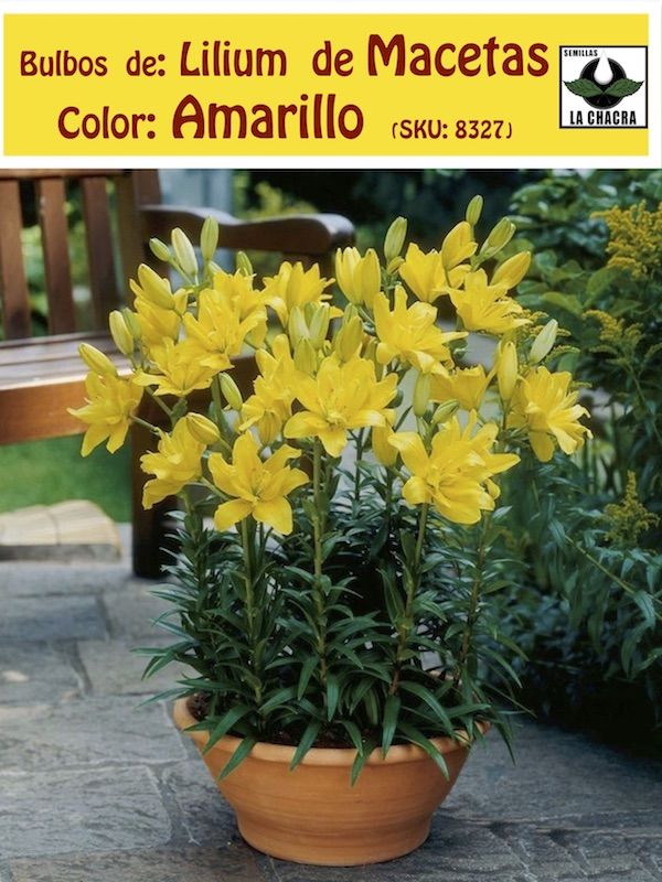 Bulbos de Lilium Para/Macetas Color Amarillo1