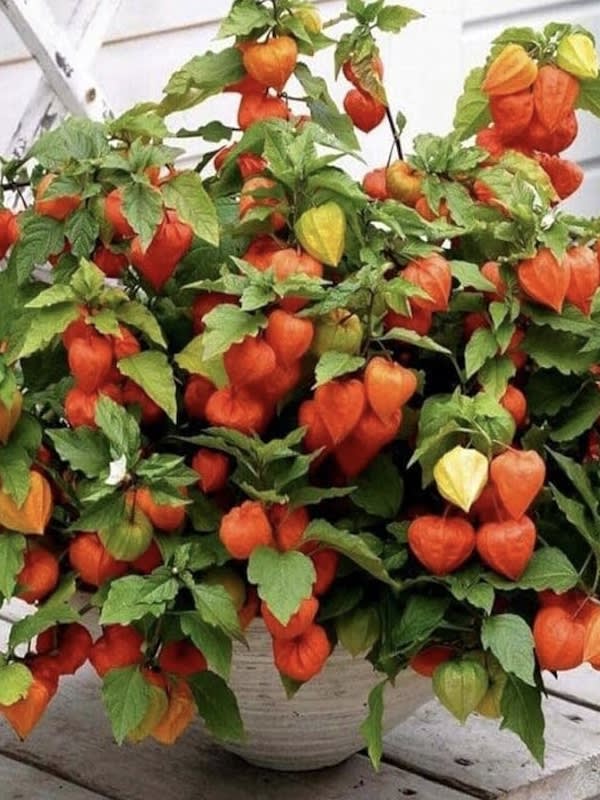 Linterna China ( Physalis Alkekengi)3