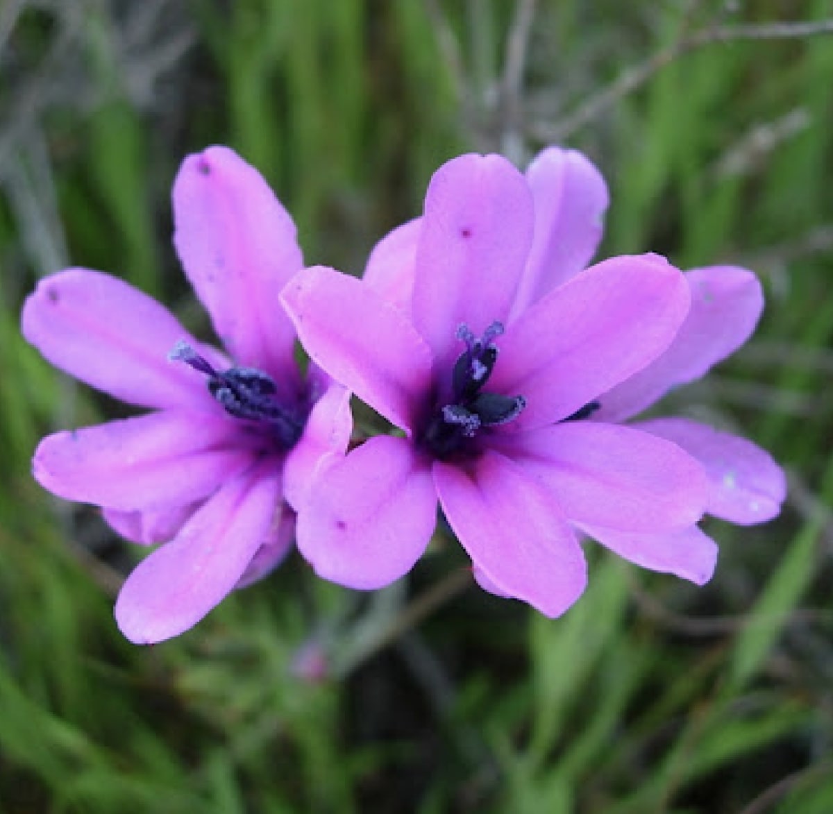 Bulbos de Babianas Pack 60 BUlbos  Colores Variados Size: 5/63