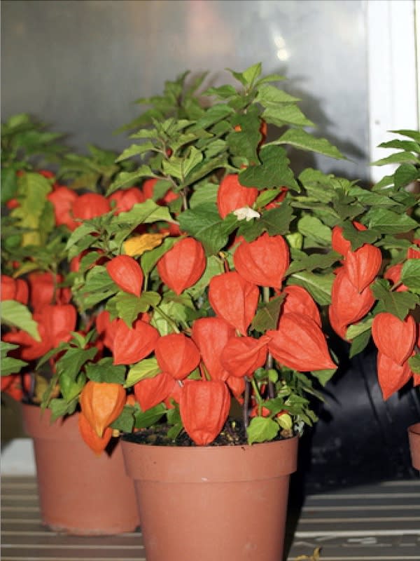 Linterna China ( Physalis Alkekengi)4