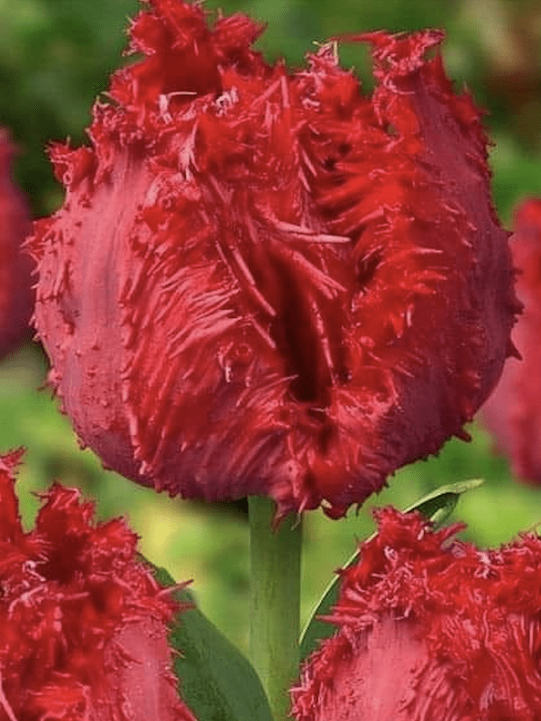 12 Bulbos Tulipas. Color: Rojo Crespo Doble. Size: 12+3