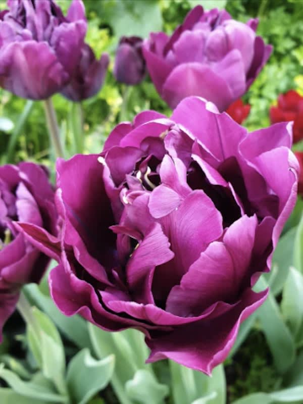 5 Docenas de Bulbos Tulipas Color: Púrpura Doble . Calibre 12-143