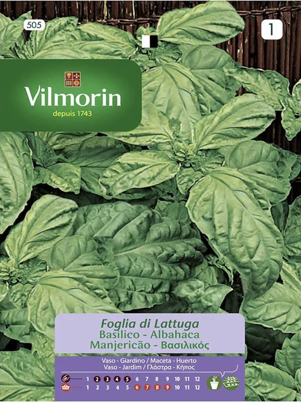 ALBAHACA HOJA LECHUGA (Vilmorin)1