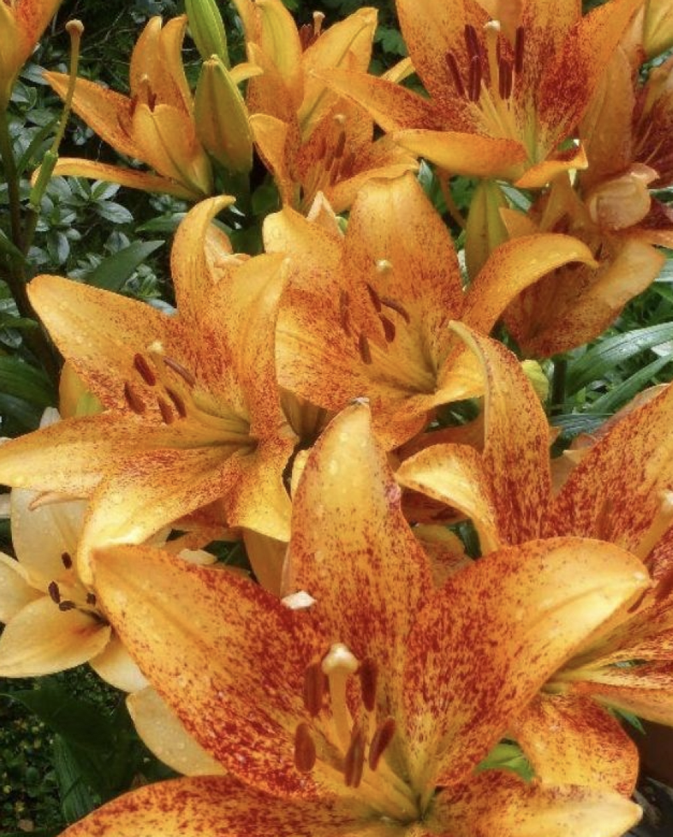 .Lilium Bicolor (Bulbos) Color. Naranjo Centro Burdeos   Size: 14/163