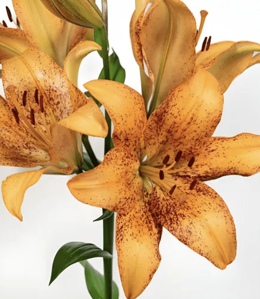 .Lilium Bicolor (Bulbos) Color. Naranjo Centro Burdeos   Size: 14/162