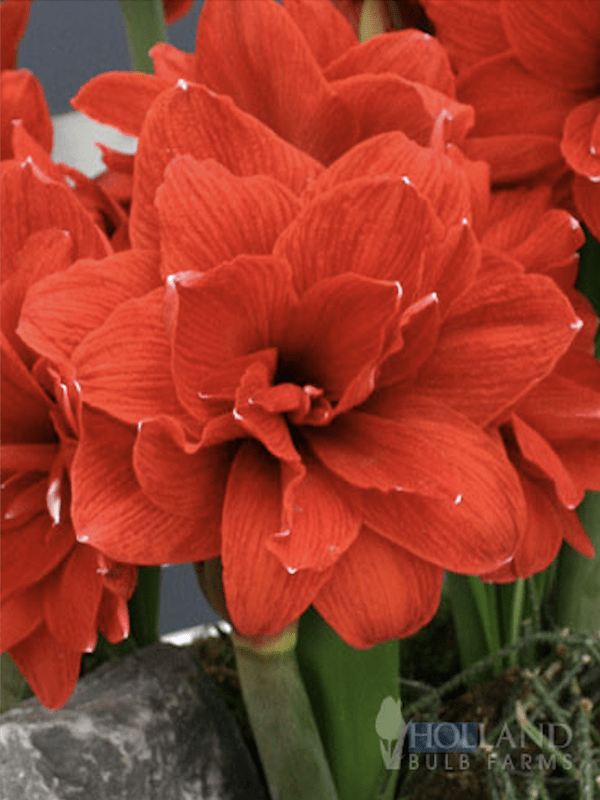 Amaryllis Exclusivo Doble. Color: Rojo-Málaga Size. 26/283