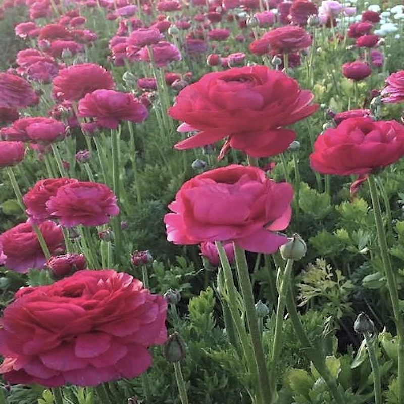 5 Docenas de Bulbos de Ranúnculos Color: Fucsia Morado. Size: 5/63