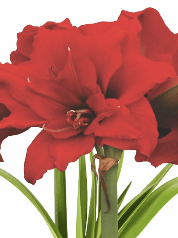 Amaryllis Exclusivo Doble. Color: Rojo-Málaga Size. 26/282