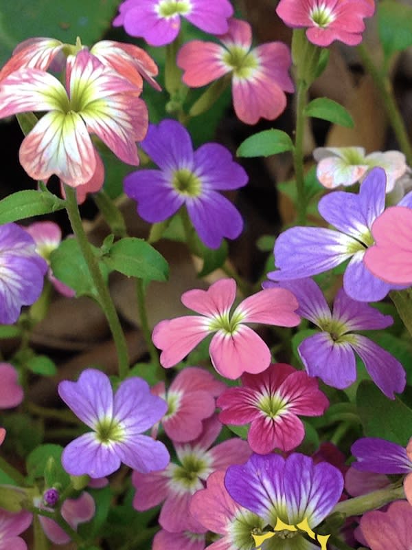 ALHELI De Mahón. Variado4