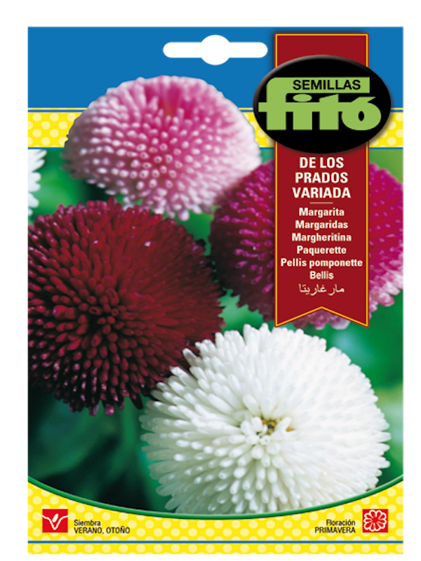 MARGARITA DE LOS PRADOS COLORES VARIADOS1