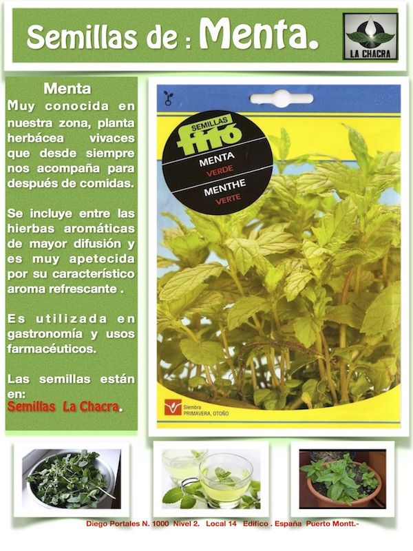 MENTA VERDE1