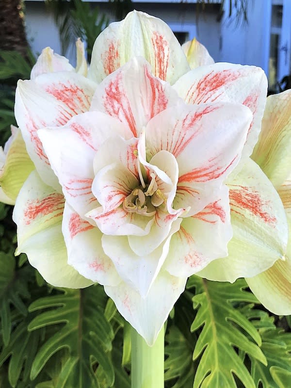 Amaryllis Exclusivos  Color:  Blanco Doble Centro Rojo. Size: 26/282