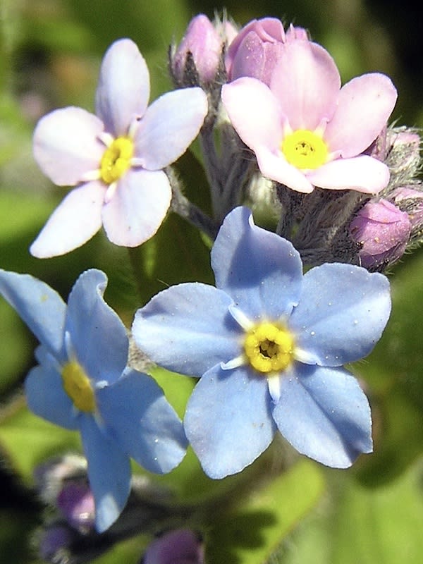 Myosotis De Los Alpes (No me olvides)4