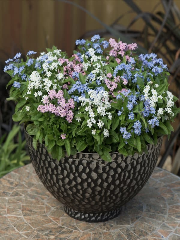 Myosotis De Los Alpes (No me olvides)3