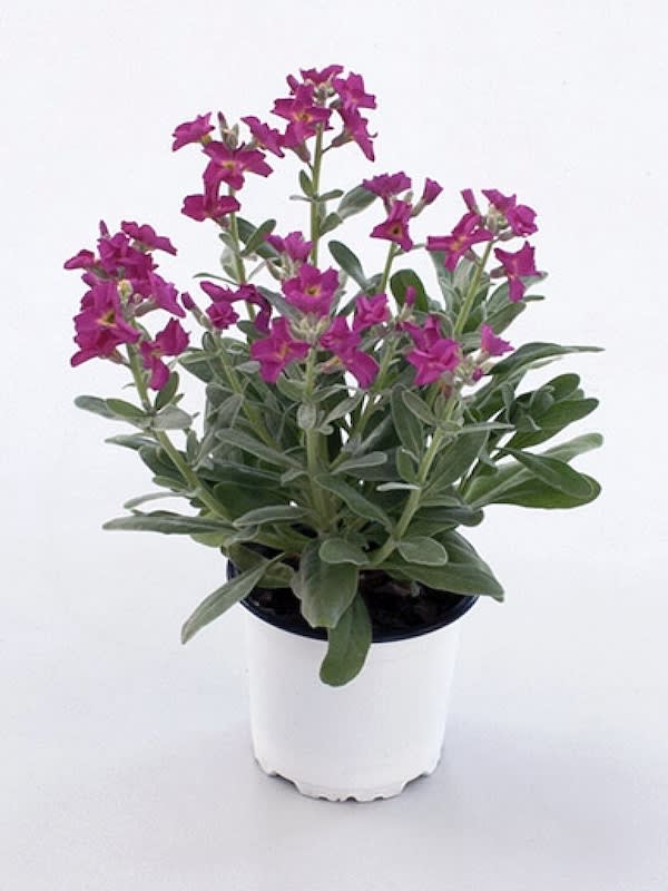 ALHELI De Mahón. Variado3