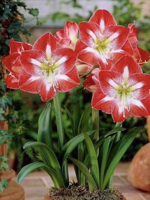 Amaryllis Clásico Calibre Grande.  Color Rojo Rayas Blancas Size: 26/283