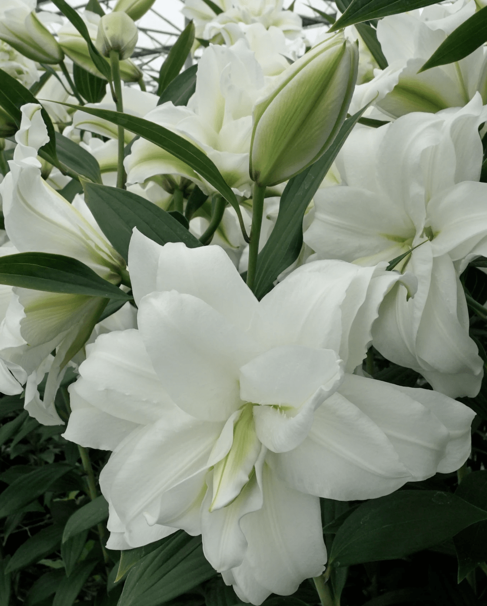 Lilium Oriental Perfumado Blanco Doble. Size: 15/174