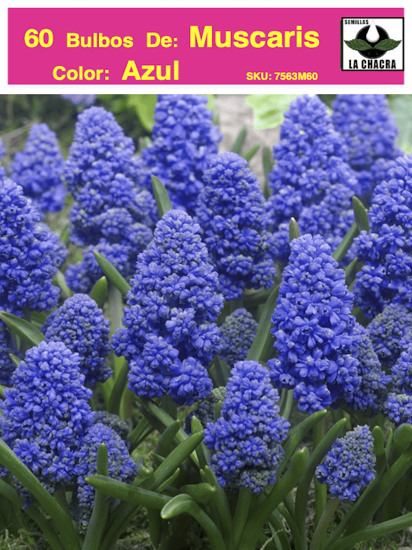 5 Docenas de Bulbos de Muscaris Azul Size: 5/61