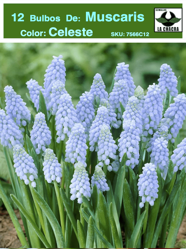 MUSCARIS 12 Bulbos Color: Celeste. Size: 4/51