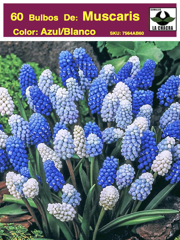 5 Docenas de Bulbos de Muscaris. Color Azul/Blanco. Size: 4/51