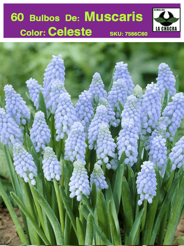 5 Docenas  de Bulbos de Muscaris Color: Celeste. Size: 4/51