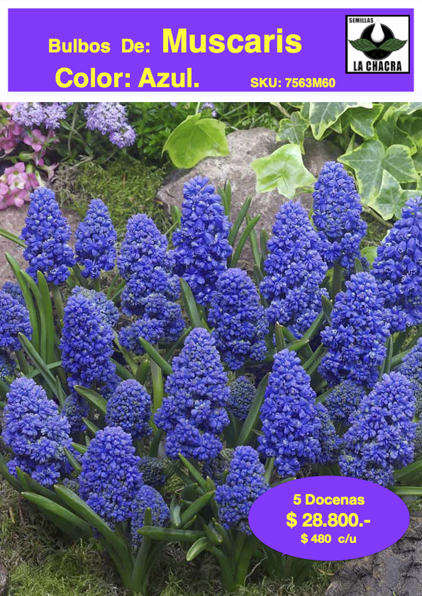 5 Docenqs de Bulbos de Muscaris Azul Size: 5/61