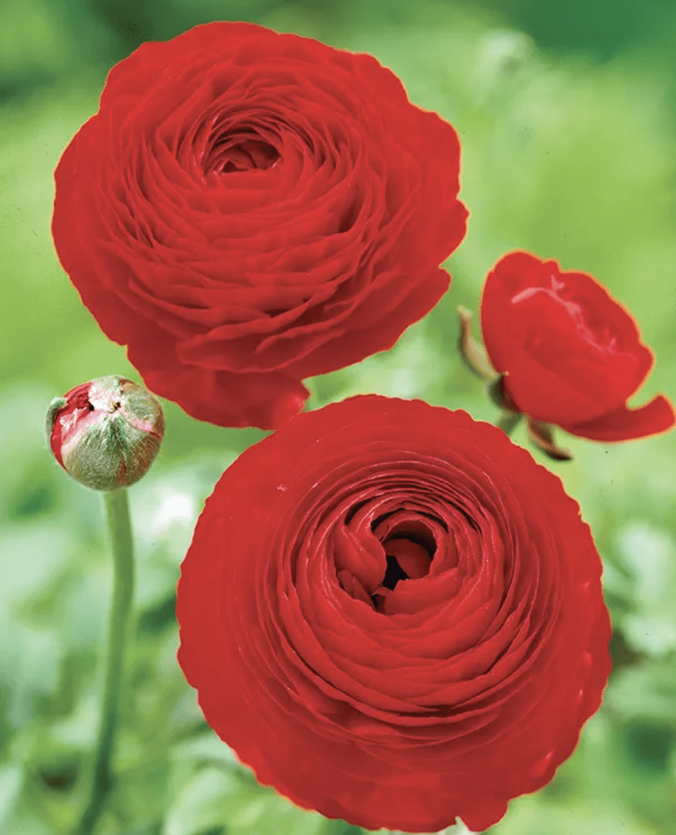 1 Docena de Bulbos de Ranúnculos Color: Rojo. Size: 5/63