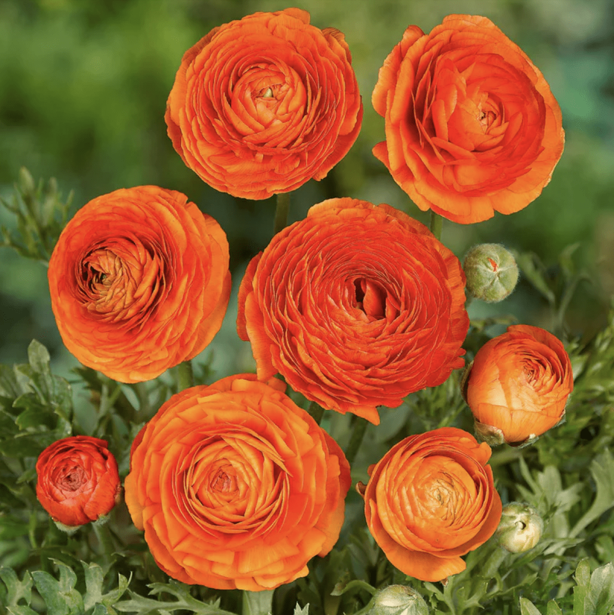 5 Docenas de Bulbos de Ranúnculos Color: Naranjo. Size: 5/62