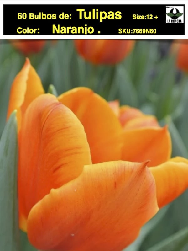 5 Docenas de Bulbos Tulipas Color: Naranjo. Borde Amarillo  Calibre 12 +1
