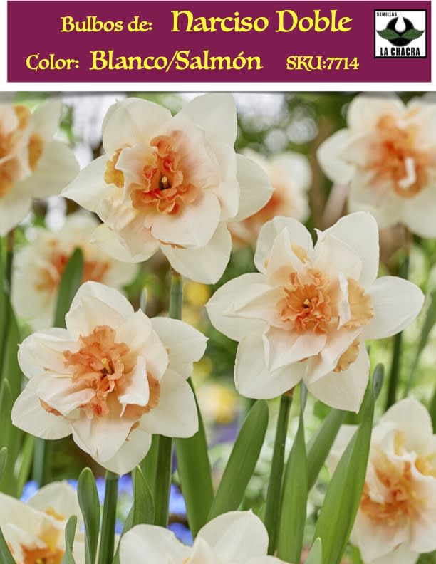 Bulbos de Narcisos. Color: Doble Blanco/Salmón. Size: 12 +1