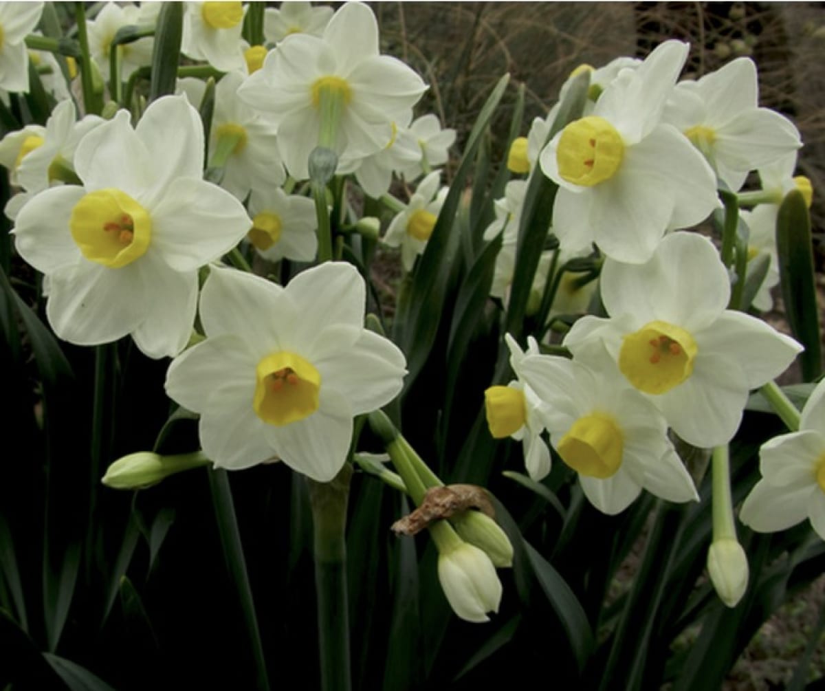 Pack 12 Bulbos de Narcisos. Variedad: Paper White. 12+4
