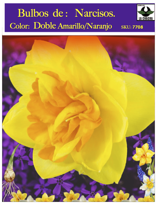 Bulbos de Narcisos. Color: Doble Amarillo/Naranja Size. 12/151